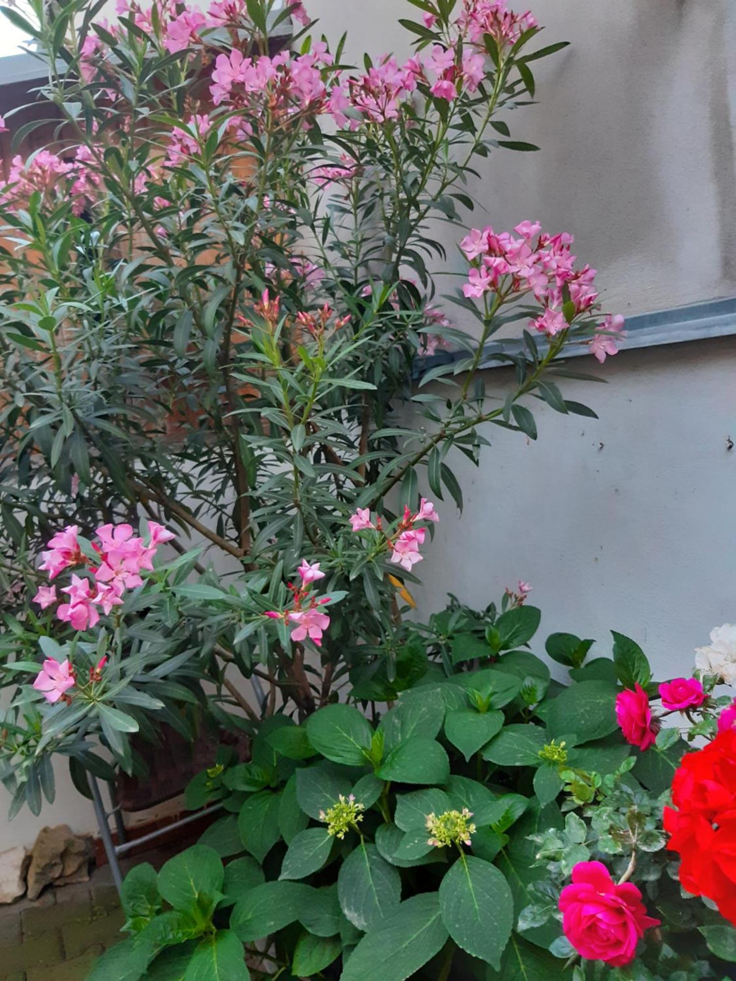 U Pani Malirky Appartement Valtice Buitenkant foto